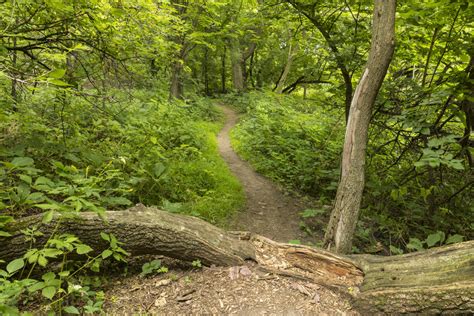 summer hiking trail  hiking trail   woods vermont sports