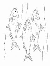 Coloring Herring Pages Fish Recommended sketch template