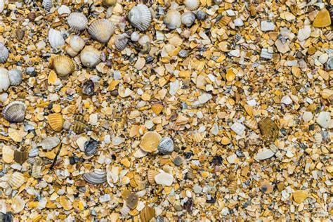large coarse sea sand  fragments  debris sea shells stock photo image  gallina