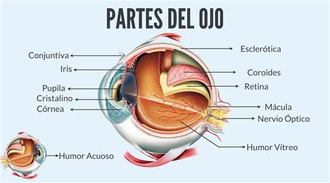 conoces la anatomia del ojo humano brill pharma