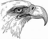 Eagle Head Bald Coloring Sea Bird Clipart Etc Drawing Pages Anatomy Usf Edu Line Colouring Illustration Gif Vintage Drawings Original sketch template
