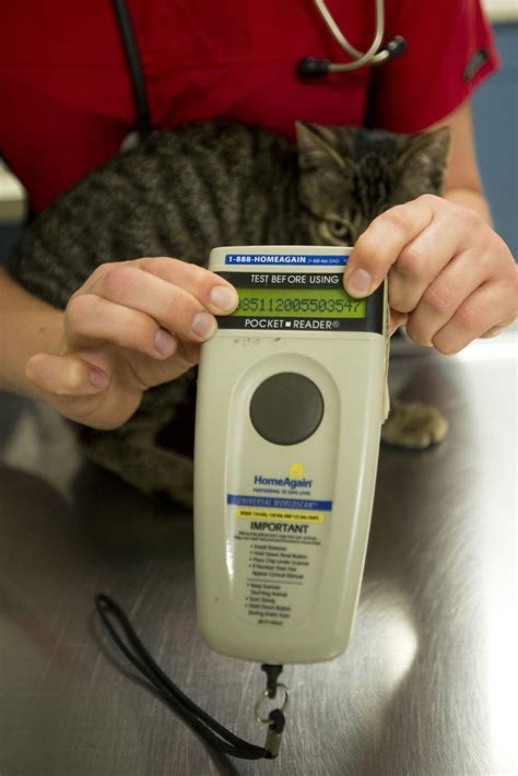 lost   tiny microchip   difference  thousands  pets family journalstarcom