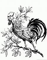 Rooster Coloring Pages Fight Part sketch template