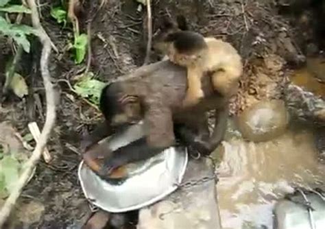 میمون ها در حال شستن ظروف عکس جذاب