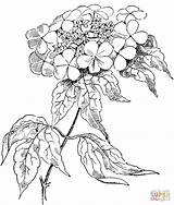 Coloring Rose Roses Pages Guelder Opulus Viburnum Printable Adult Intricate Heart Supercoloring Flowers Silhouettes Gif Library Clipart Popular sketch template