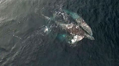 rare video whales engage in three way mating ritual