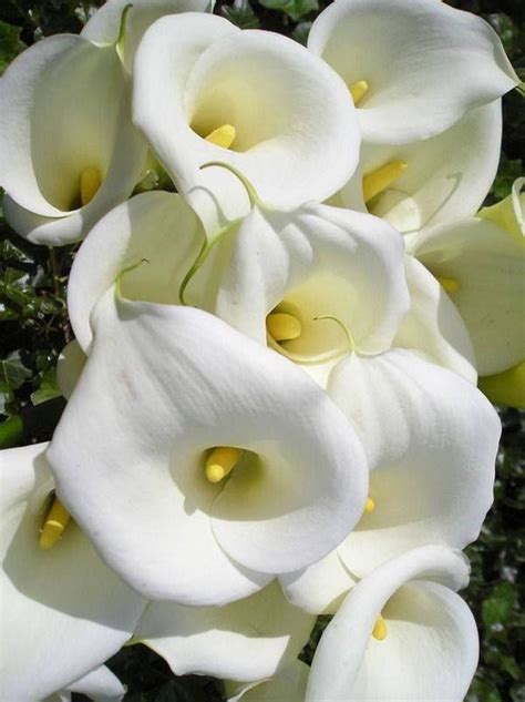 Calla Lily Expensive Flower ~ Thunderscloud