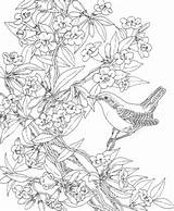 Coloring Pages Birds Backyard Adults Bird Print Flower Poverty Detailed Drawing Tsgos Adult Printable Template Visit Colouring sketch template
