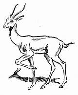 Antelope Impala Antylopa Kolorowanki Antylopy Colorir Coloriages Kolorowanka Gnu Druku Mammifère Printmania Gazela Coloringhome sketch template