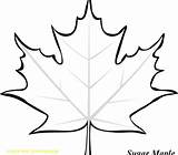 Maple Template Leafs Clipartmag Leaves Getdrawings sketch template