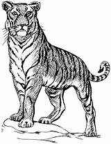 Tiger Line Drawings Drawing Coloring Way sketch template