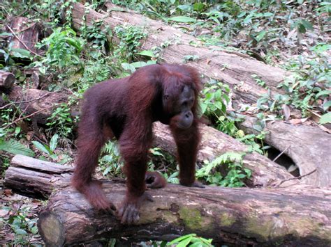 orangutan inspired  character  king louie  rudyard kiplings  jungle book