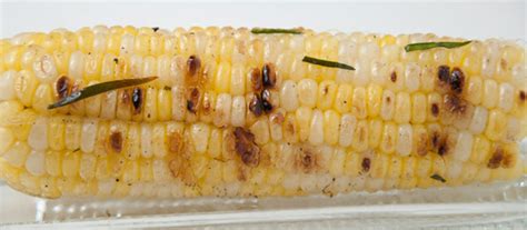 the ultimate grilled corn on the cob huffpost
