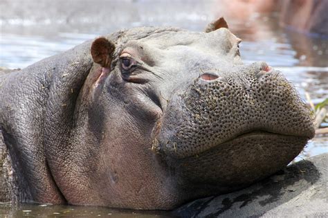 hippos africas  dangerous animal