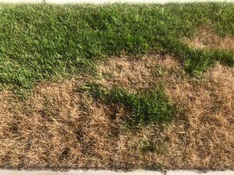 crabgrass killer  wont kill grass top  reviews lawn model