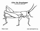 Grasshopper sketch template