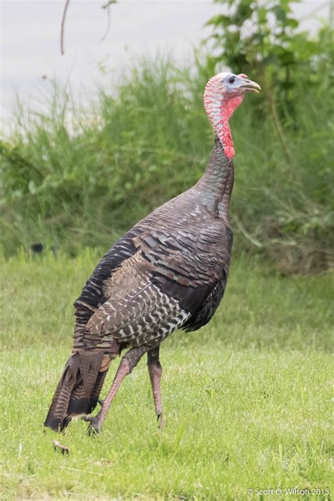 Wild Turkey Vs Domestic Help Me Identify A Bird