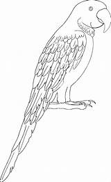 Macaw Coloringbay Scarlet Coloringall Leucistic sketch template
