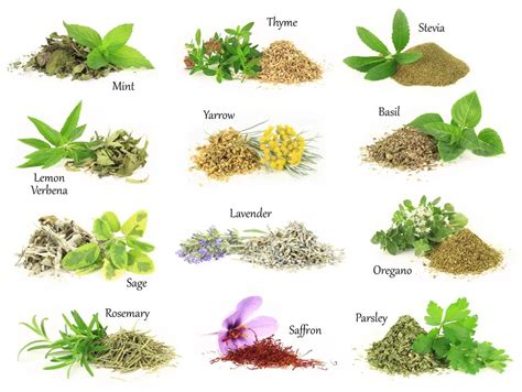 list   herbs   benefits   natural food series