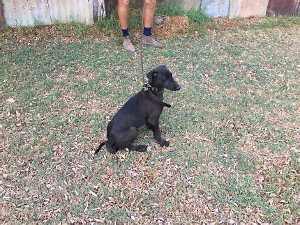 staghound dogs puppies gumtree australia  local classifieds