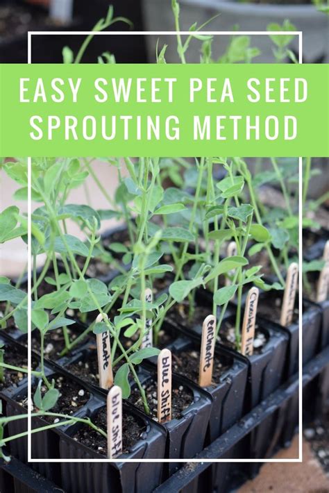 sweet pea seeds wont sprout   paper towelbaggie method