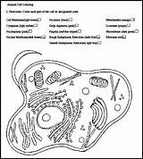 Worksheet Organelles Worksheets Cells Prokaryote Biologycorner Cytology Vesicles Secreting Chessmuseum Sponsored sketch template