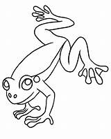 Coqui Frog Drawing Coloring Paintingvalley sketch template