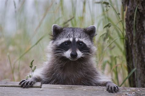 cute raccoon pics     life readers digest
