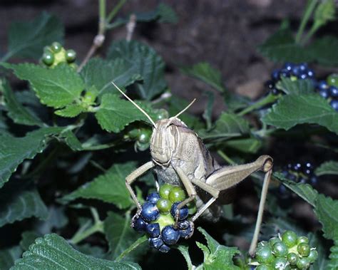 large flying insect page  british expats