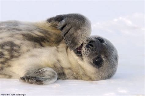 interesting facts  leopard seals  fun facts leopard seal cute baby animals seal pup