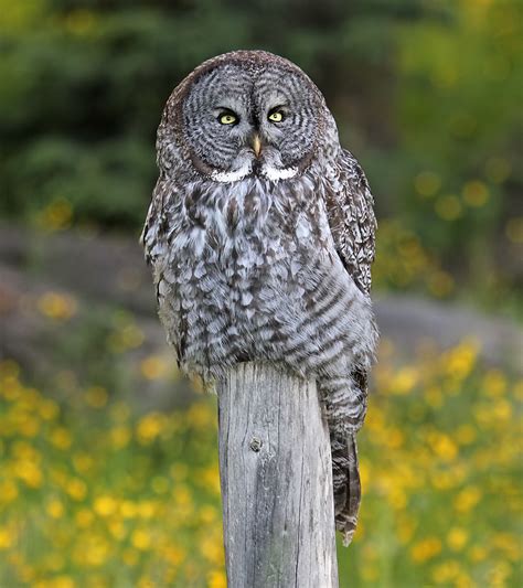 great grey owl coniferous forest