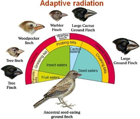 Image Adaptive Radiation Darwins Finches