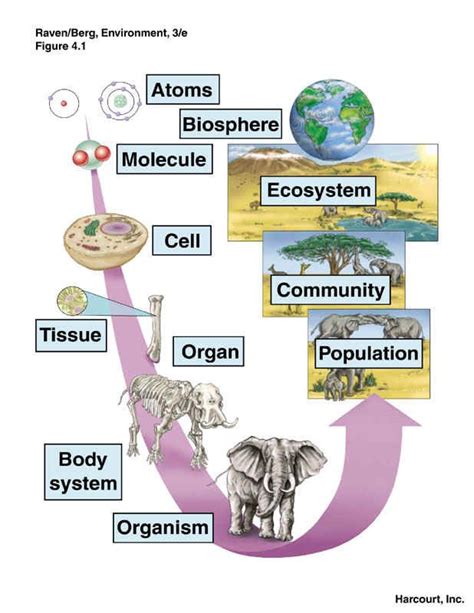 Population Community Ecosystem Biosphere Levels Of Organization