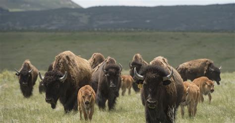 northern colorado genetically pure bison herd  quadrupled  size