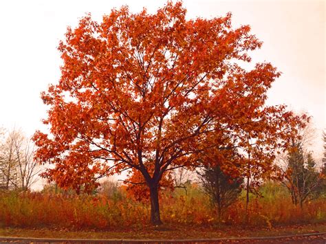 fall tree beauty shawna coronado