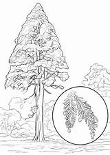 Sequoia Coloring California Redwood Sempervirens Printable Pages Version Click Designlooter sketch template