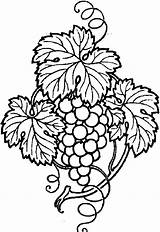 Coloring Grapes Sketch sketch template