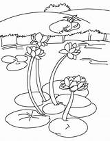 Lake Water Lily Coloring Pages Kids sketch template