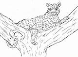 Leopard Leopardo Colorir Leopardos Panteras Colorat Dibujar Clouded Planse Pantera Desene Animale Links árbol sketch template