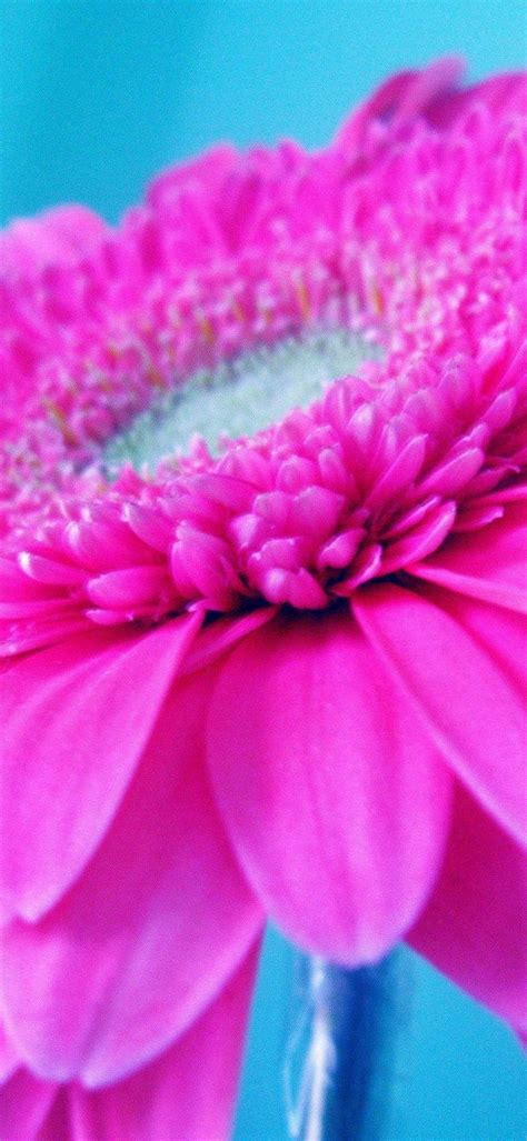 hot pink flower [1080x2340]
