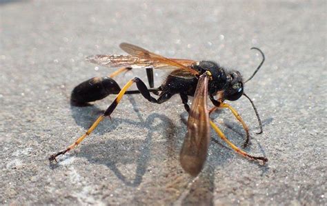 worried  mud daubers   mesa yard