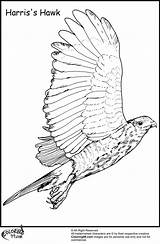 Coloring Hawk Flying Harris Bird Keep Coloringtop sketch template