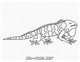 Iguana Lizard sketch template
