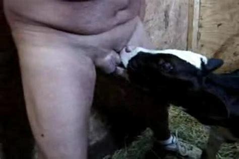 Calf suck sex