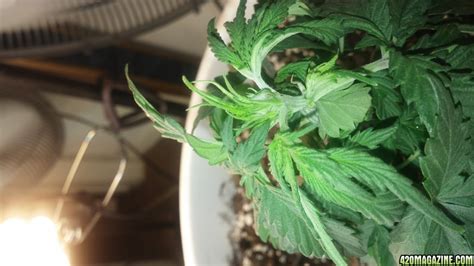 How Do I Determine A Female Sex Plant From A Male