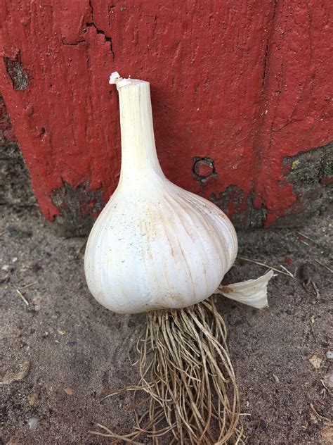 german white garlic seeds certified organic seed garlic