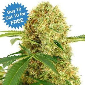 buy white widow seeds marijuana seeds