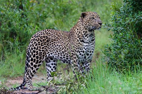 wild facts sabi sabi private game reserve leopard