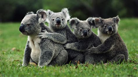 koala happy family wallpapers  images wallpapers pictures