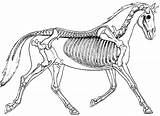 Skeleton Skeletons Vertebrates Horse Vertebrate Coloring Anatomy Bone Comparing Biologycorner Worksheets Compare sketch template